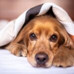 Ile czasu powinno się leżeć pod kołdrą obciążeniową